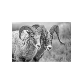 Glass picture Goats 90cm x 150cm 10083